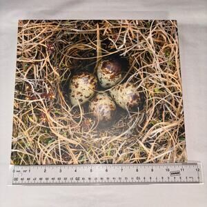 Cornell Labs Ornithology The Living Bird Nature Photography Hardcover Book 2015